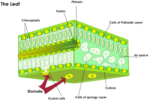 http://img.sparknotes.com/figures/B/b1ab5bb87aee74a86fdae78ed564e663/leaf.gif