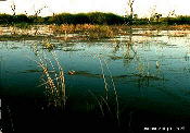 Flooded lignum and canegrass, Lake Cowal, important wetland habitat.