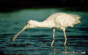 Yellow-billed Spoonbill catches prey by feel in its special bill.