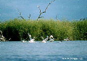 Healthy lignum, waterbird nesting habitat, Lake Cowal.