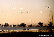 Waterbirds fly at dusk, Lake Cowal, NSW, Australia.