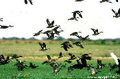 Waterfowl, including the rare Freckled Duck.